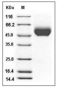 Cynomolgus CD155 / PVR Protein (His Tag) SDS-PAGE