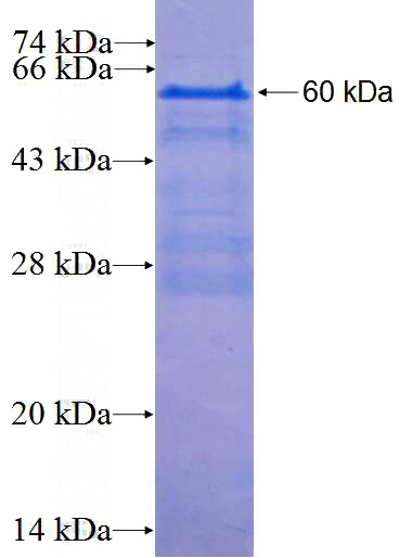 Recombinant Human HNF1B SDS-PAGE