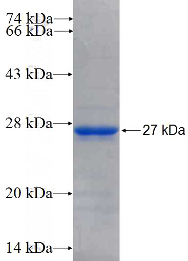 Recombinant Human C14orf153 SDS-PAGE
