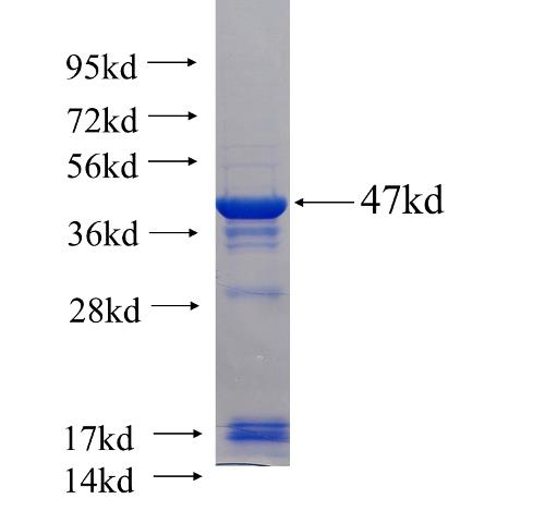 Recombinant human NEDD4 SDS-PAGE