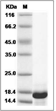 Human CRIPT / cysteine-rich PDZ-binding Protein (His Tag) SDS-PAGE