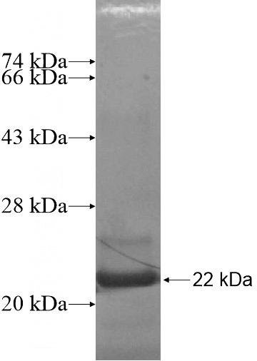 Recombinant Human UCN3 SDS-PAGE