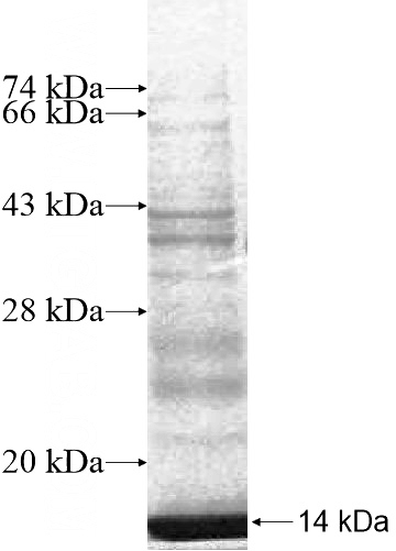 Recombinant Human LSM7 SDS-PAGE