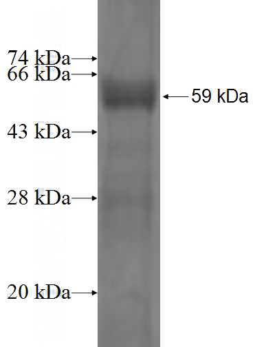 Recombinant Human PLS1 SDS-PAGE
