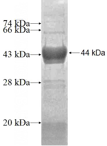 Recombinant Human TXNRD2 SDS-PAGE