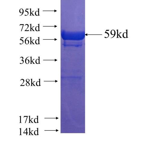 Recombinant human GRP78,BIP SDS-PAGE