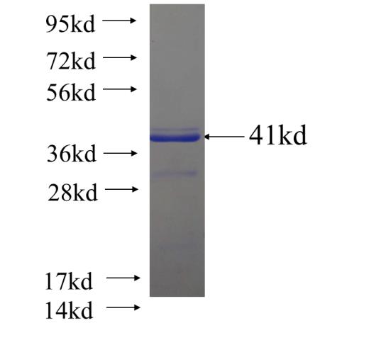 Recombinant human PTCD3 SDS-PAGE