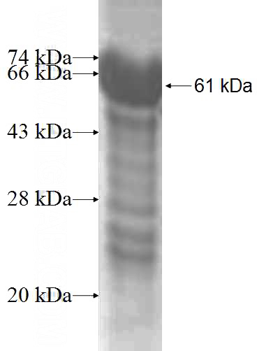 Recombinant Human EMR1 SDS-PAGE