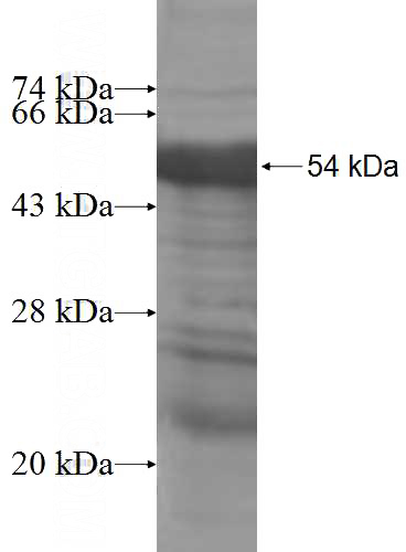 Recombinant Human POU3F2 SDS-PAGE