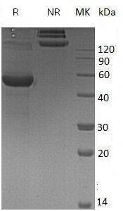 Human LY86/MD1 (Fc tag) recombinant protein