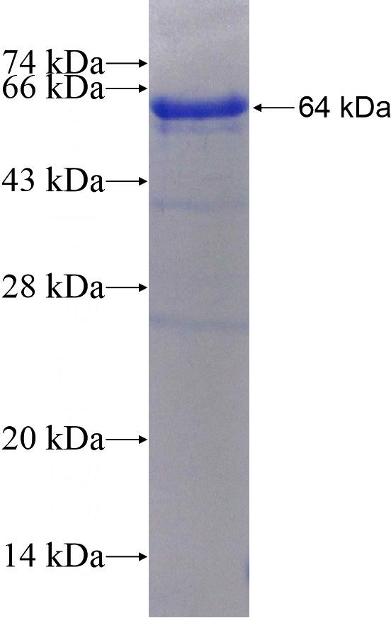 Recombinant Human FRS2 SDS-PAGE