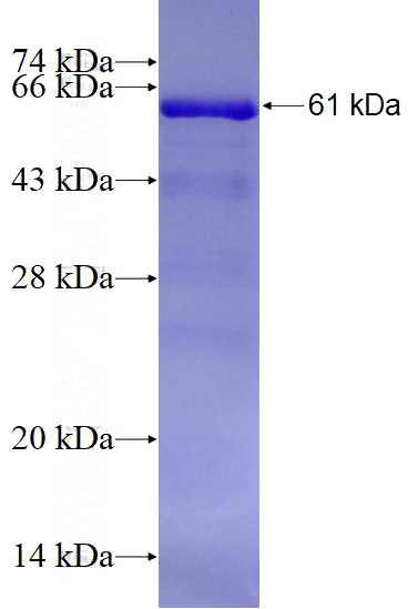 Recombinant Human GRP94 SDS-PAGE