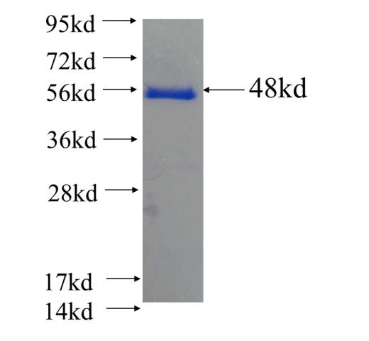 Recombinant Arabidopsis thaliana KCBP SDS-PAGE