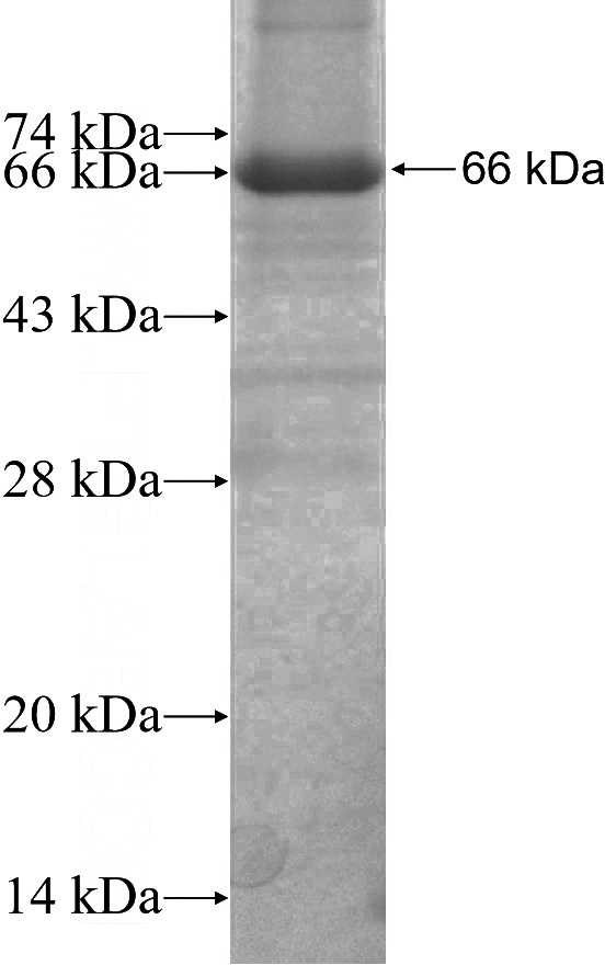 Recombinant Arabidopsis thaliana PUM23 SDS-PAGE