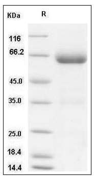 Mouse B7-DC / PD-L2 / CD273 Protein (Fc Tag) SDS-PAGE