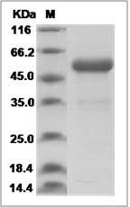 Human PIGF / PLGF Protein (Fc Tag) SDS-PAGE