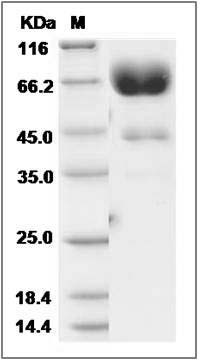 Cynomolgus CD80 / B7-1 Protein (Fc Tag) SDS-PAGE