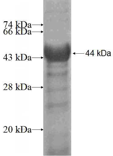 Recombinant Human USP1 SDS-PAGE