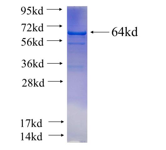 Recombinant human MAGED1 SDS-PAGE
