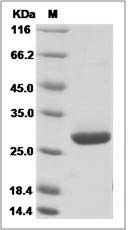 Human IL17A & IL17F Protein