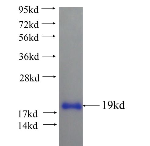 Recombinant human GGA1 SDS-PAGE
