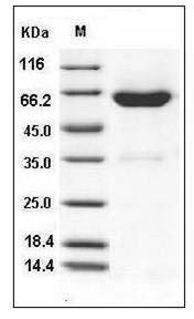 Mouse Ephrin-B1 / EFNB1 Protein (Fc Tag) SDS-PAGE