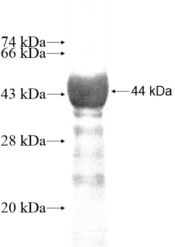 Recombinant Human KRT4 SDS-PAGE