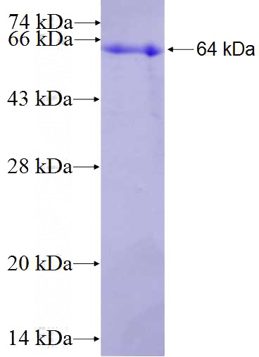 Recombinant Human MLH1 SDS-PAGE