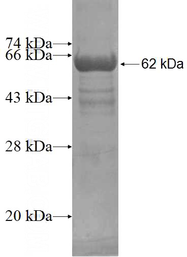 Recombinant Human CUGBP1 SDS-PAGE
