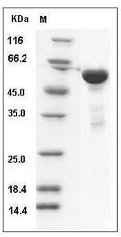 Human 14-3-3 eta / YWHAH Protein (GST Tag) SDS-PAGE