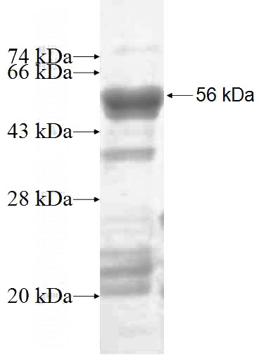 Recombinant Human IRGC SDS-PAGE