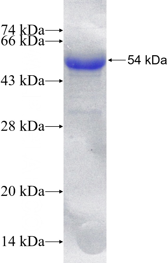 Recombinant Human NRF2, NFE2L2 SDS-PAGE