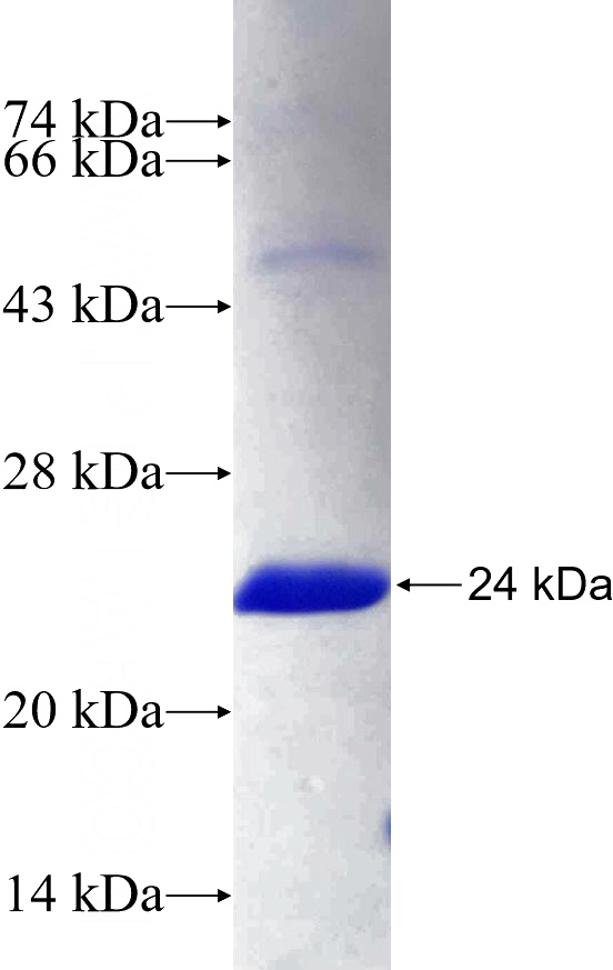 Recombinant Human RAPGEF3 SDS-PAGE