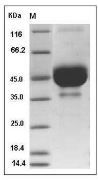 Mouse TETHERIN / BST2 / CD317 Protein (Fc Tag) SDS-PAGE