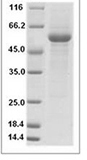 Human LAG3/LAG-3/CD223 Protein 15562