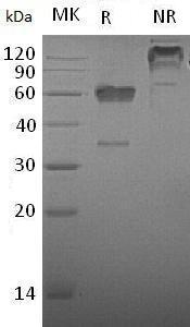 Mouse Cd83 (Fc tag) recombinant protein