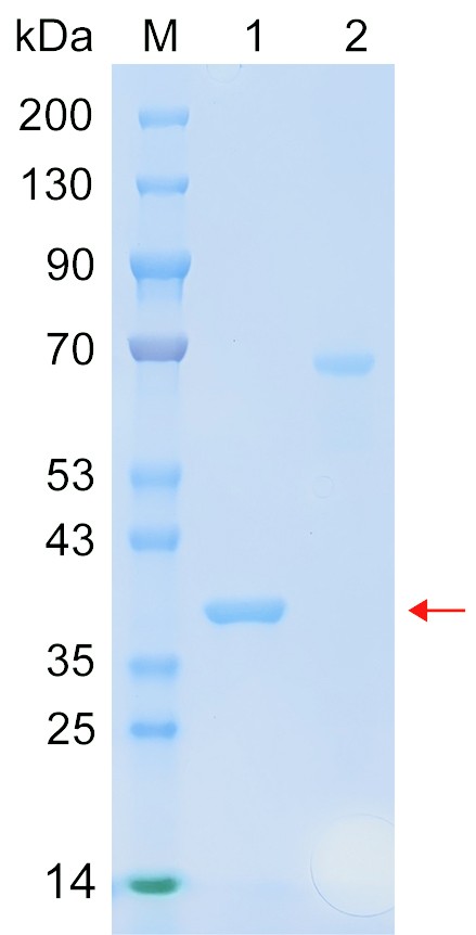 Recombinant HLAE protein (His tag) SDS-PAGE