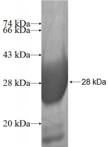 Recombinant Human NMNAT3 SDS-PAGE