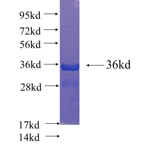 Recombinant human GMIP SDS-PAGE