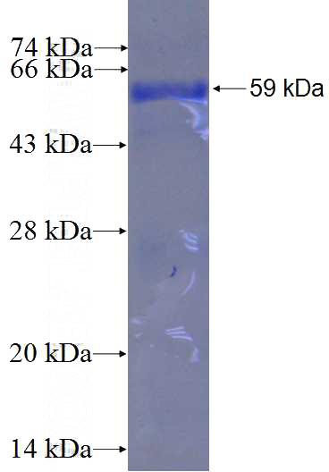 Recombinant Human ATIC SDS-PAGE