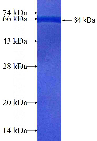 Recombinant Human NMD3 SDS-PAGE
