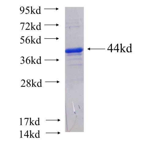 Recombinant human MGEA5 SDS-PAGE