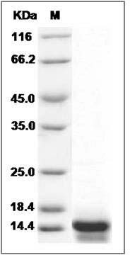 Cynomolgus CXCL9 / MIG / C-X-C motif chemokine 9 Protein SDS-PAGE