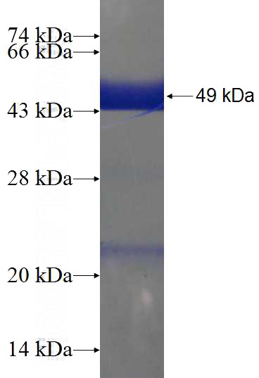 Recombinant Human POLR2F SDS-PAGE