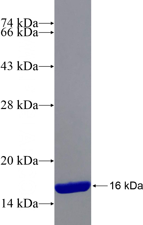 Recombinant Human RPS13 SDS-PAGE