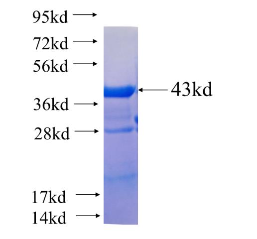Recombinant human MOF SDS-PAGE