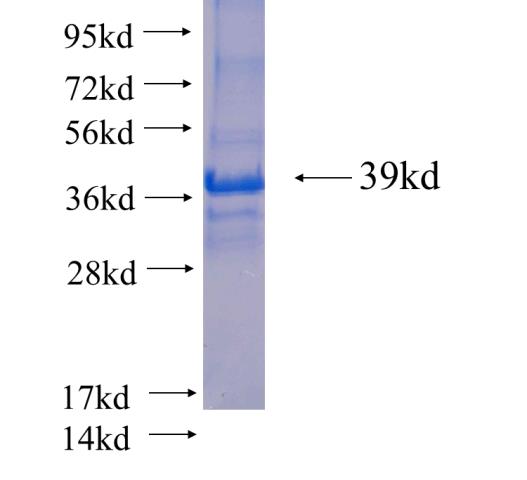 Recombinant human TCEB2 SDS-PAGE
