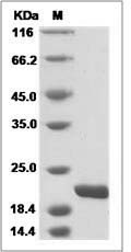 Mouse IL-11 / interleukin 11 Protein