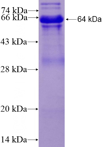 Recombinant Human KLF5 SDS-PAGE