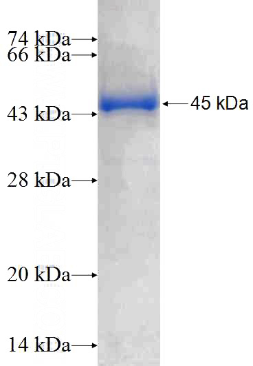 Recombinant Human TEX10 SDS-PAGE